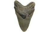 Fossil Megalodon Tooth - North Carolina #226478-2